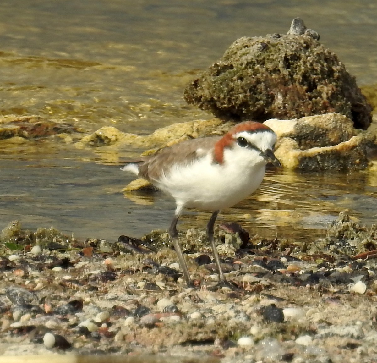 Pluvier à tête rousse - ML136532591