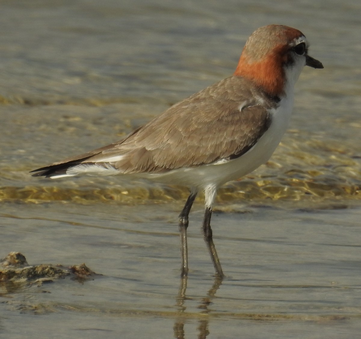 Pluvier à tête rousse - ML136532611