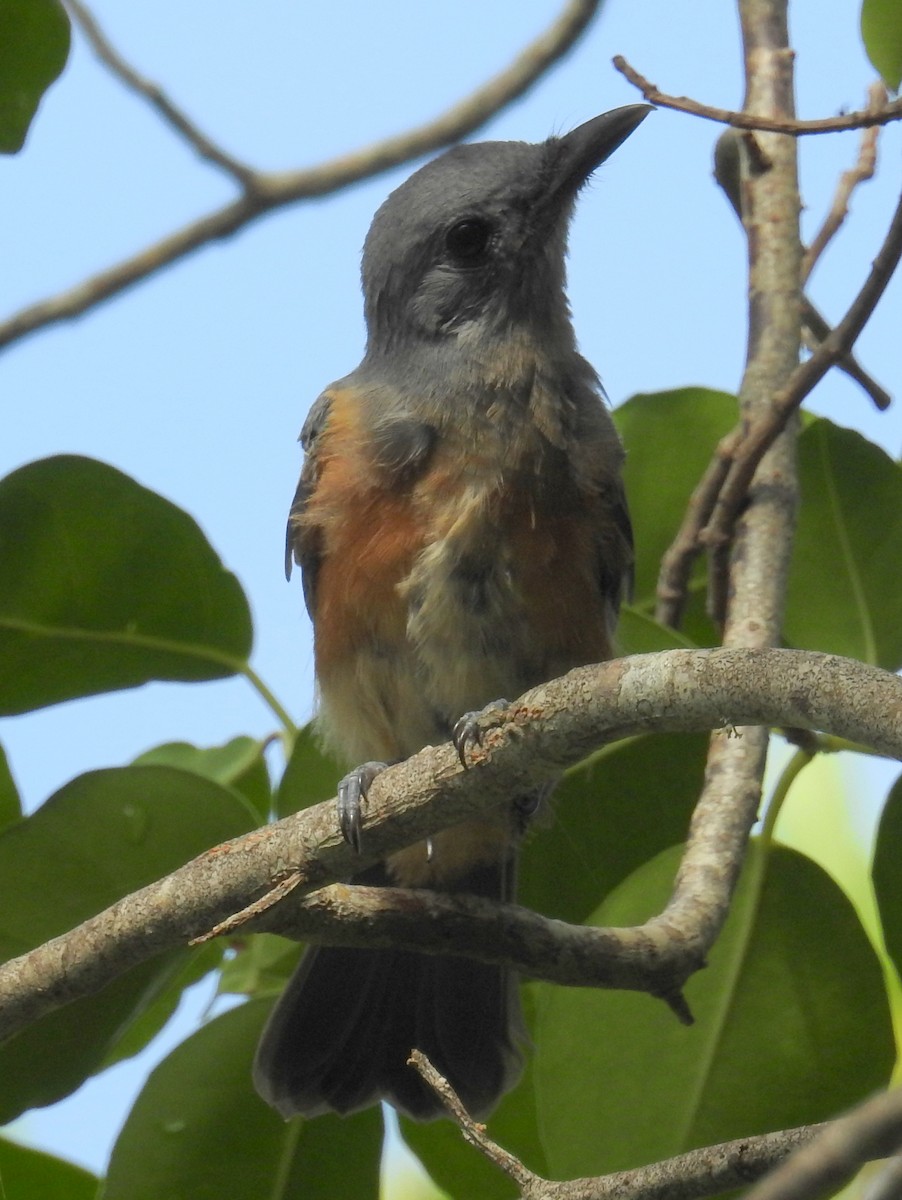 Island Monarch - Colin Trainor