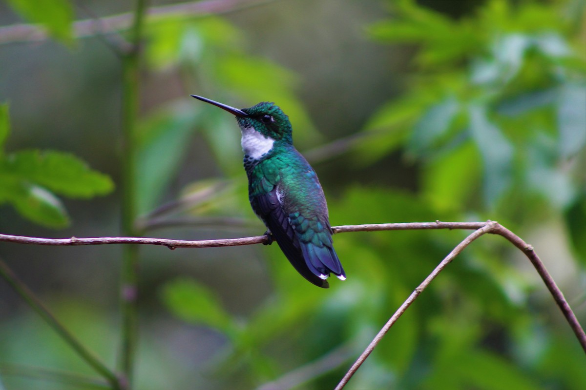 White-throated Hummingbird - Murilo Vicente