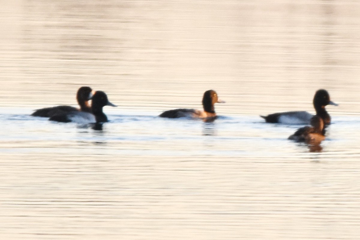 Greater Scaup - ML136534241
