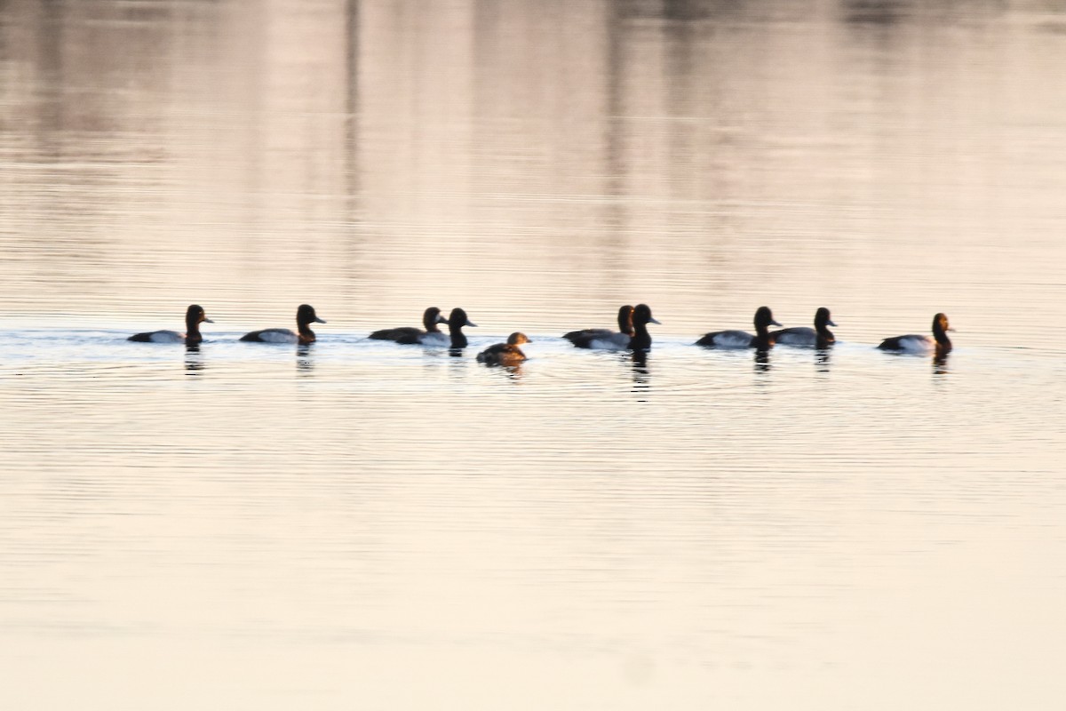 Greater Scaup - ML136534331