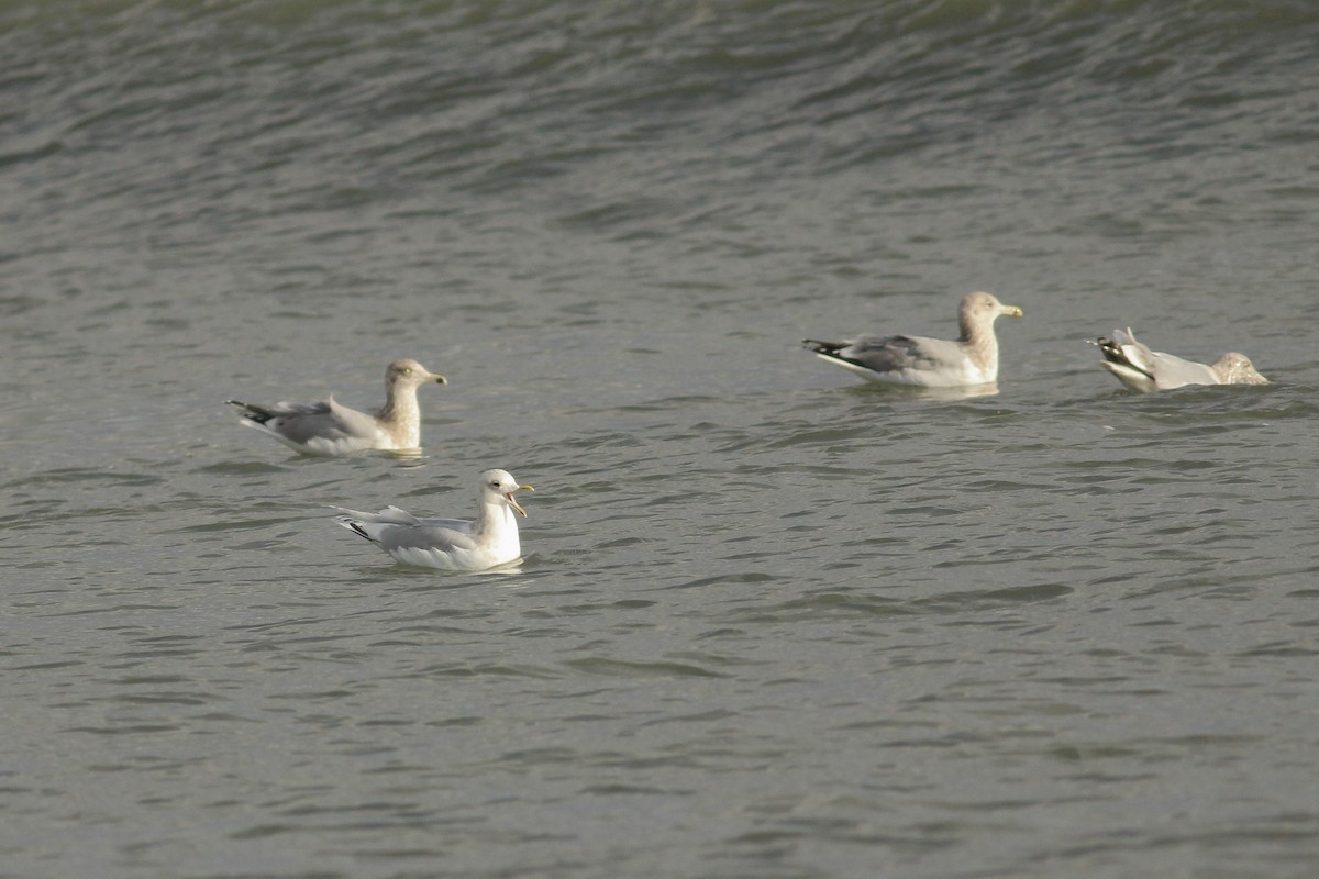 racek polární (ssp. kumlieni) - ML136534441