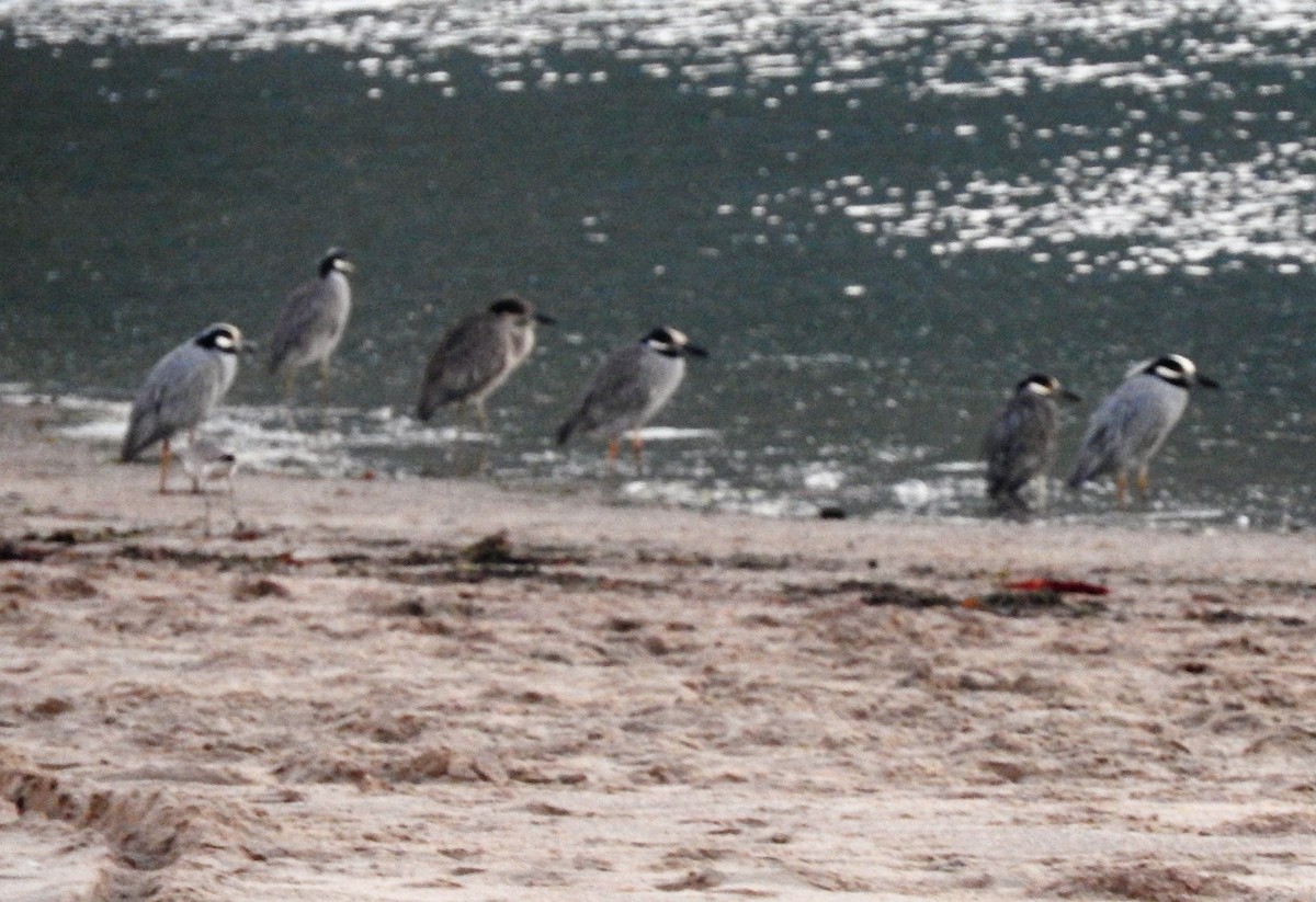 Yellow-crowned Night Heron - ML136535251