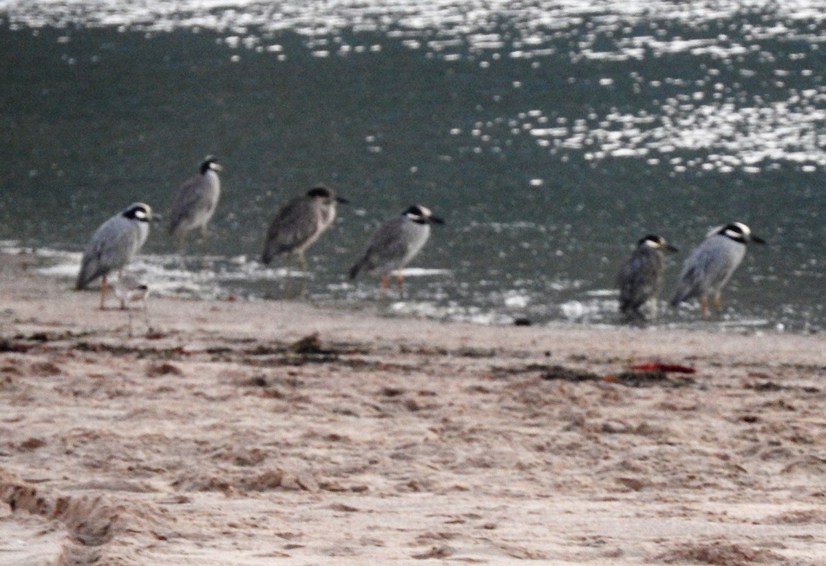 Yellow-crowned Night Heron - ML136535251