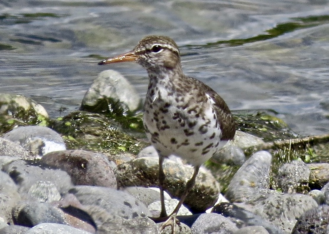 Spotted Sandpiper - ML136535431