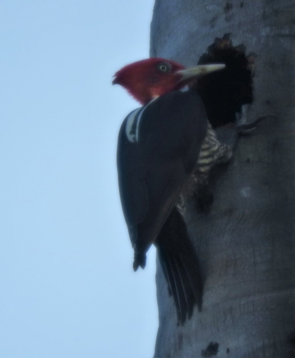 Pale-billed Woodpecker - ML136535501