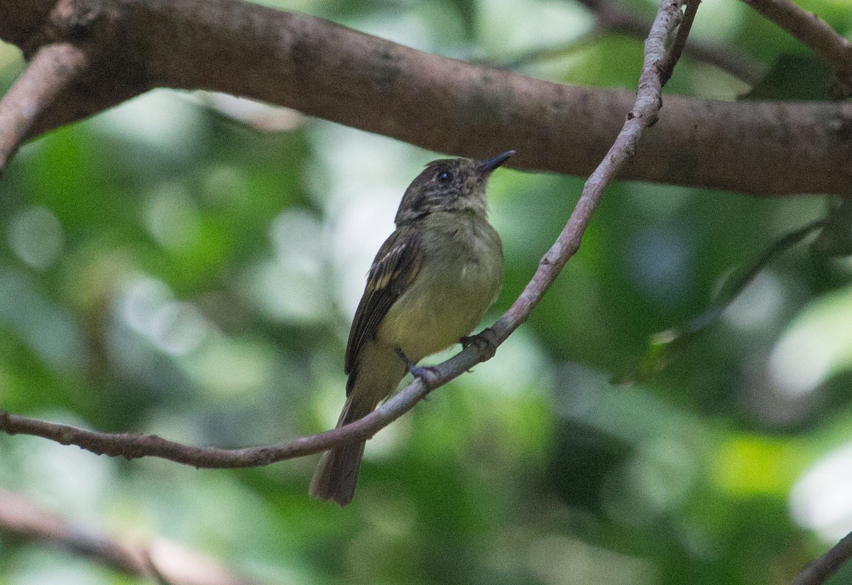 Sepia-capped Flycatcher - João Souza