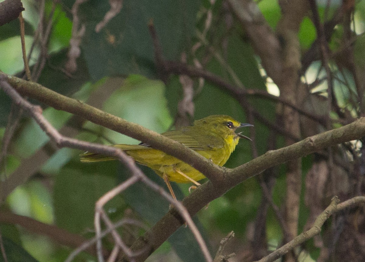 Flavescent Warbler - ML136535981