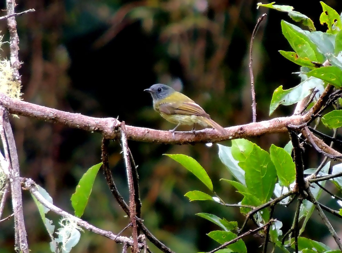 Streak-necked Flycatcher - ML136537051