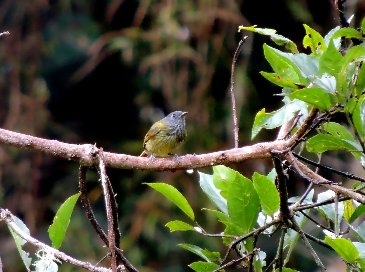 Streak-necked Flycatcher - ML136537111