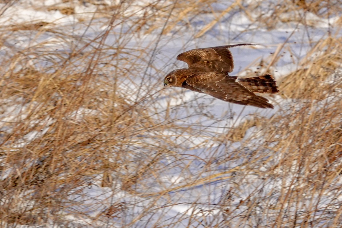 Northern Harrier - ML136537731