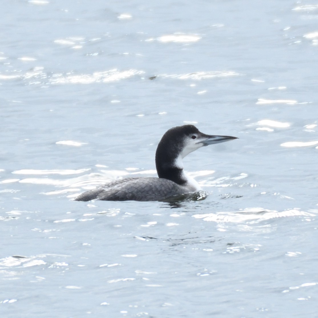 Common Loon - ML136537881