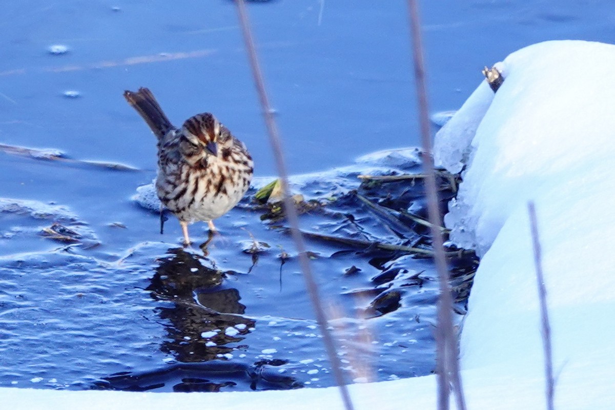 Song Sparrow - ML136538211