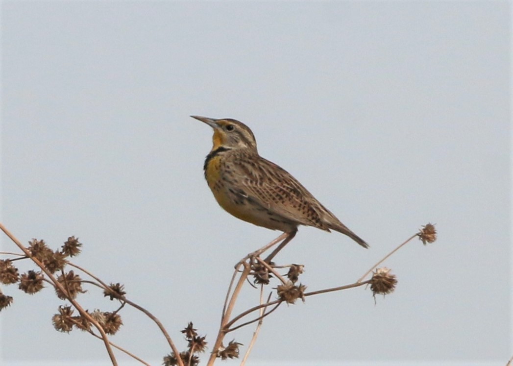 Western Meadowlark - ML136539421