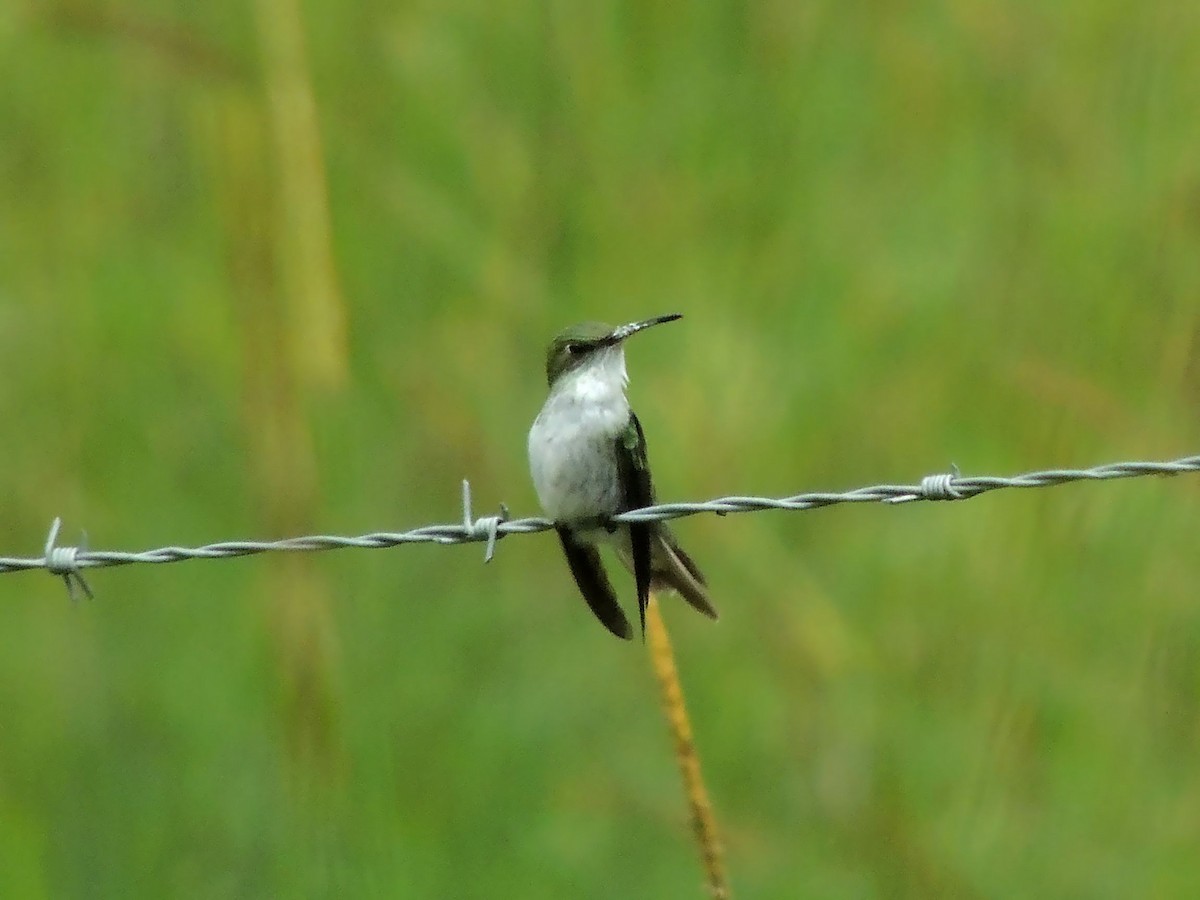 kolibřík bělobřichý - ML136541911