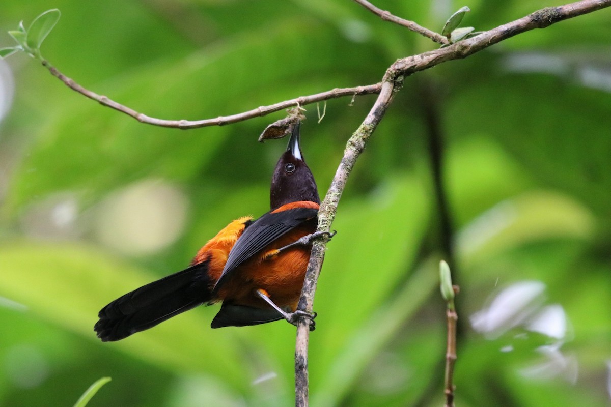 Martinique Oriole - ML136544221