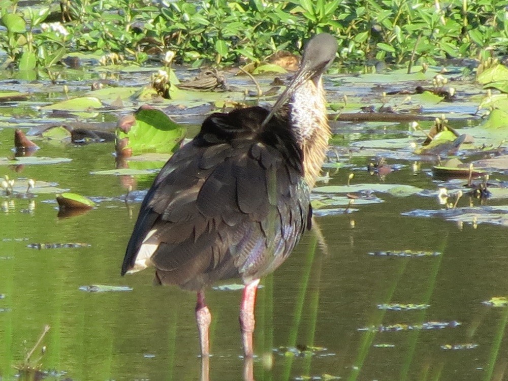 Straw-necked Ibis - ML136544641