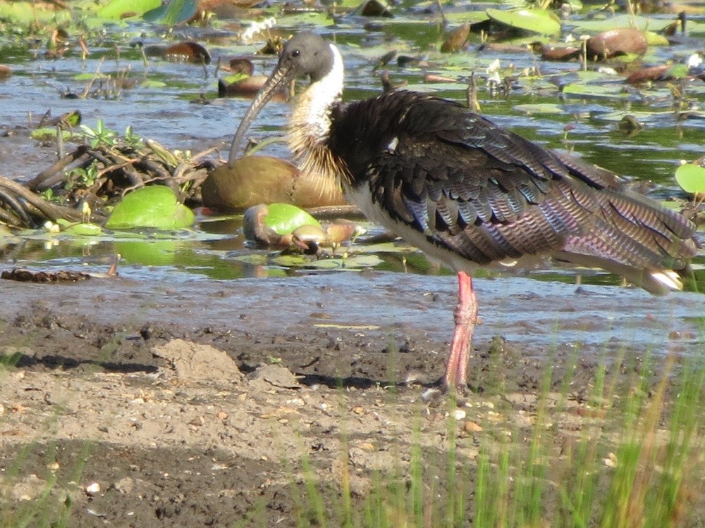 Straw-necked Ibis - ML136544681