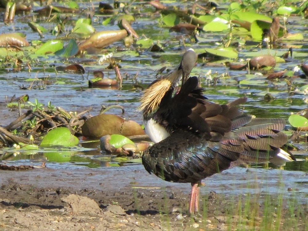 Straw-necked Ibis - ML136544801