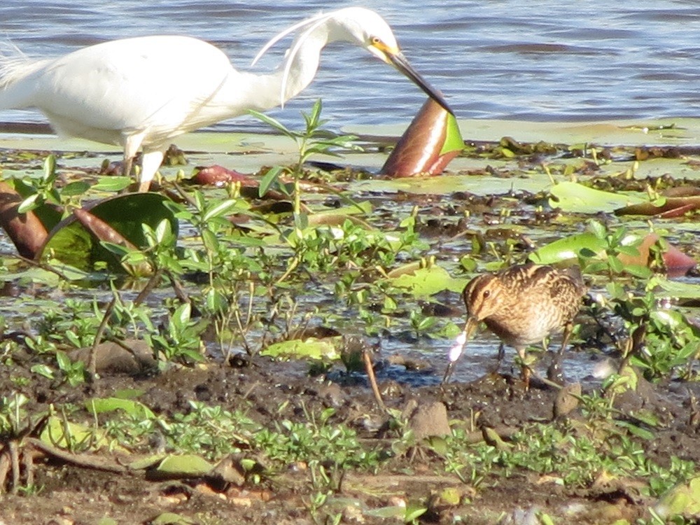 Latham's Snipe - ML136544861