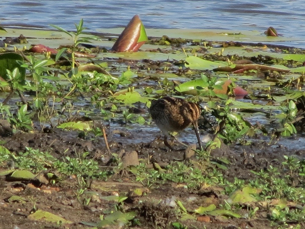 Latham's Snipe - ML136544901
