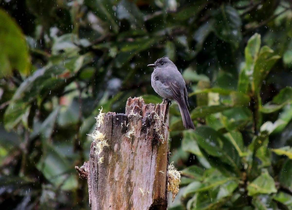 Smoke-colored Pewee - ML136544991