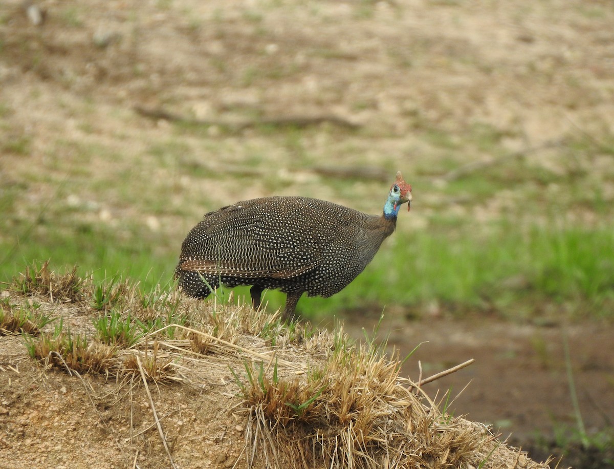 Helmeted Guineafowl - ML136549351