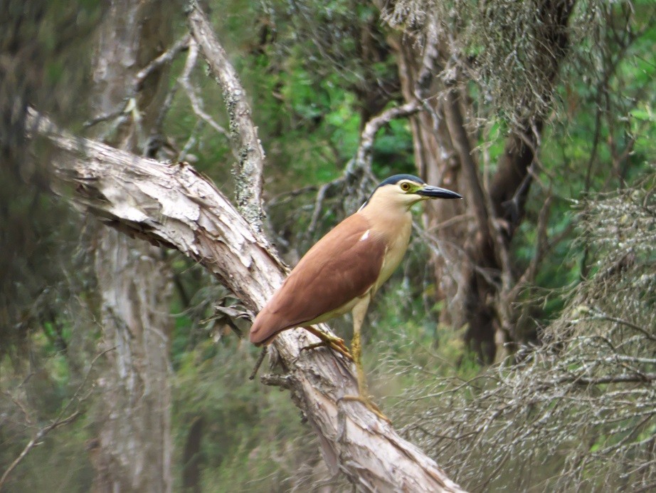 Nankeen Night Heron - ML136552281