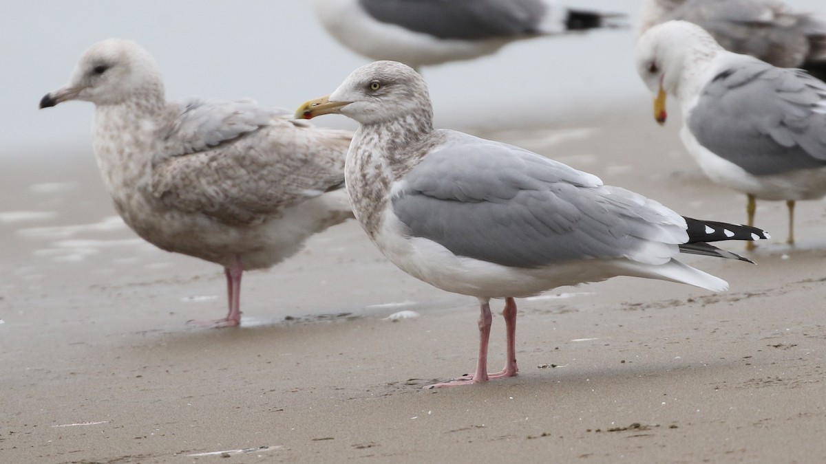 Herring Gull (American) - Dean LaTray