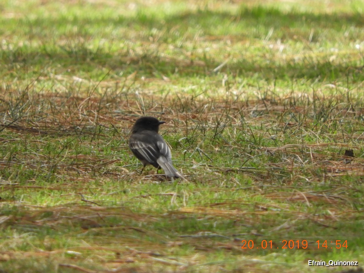 Black Phoebe - ML136553371