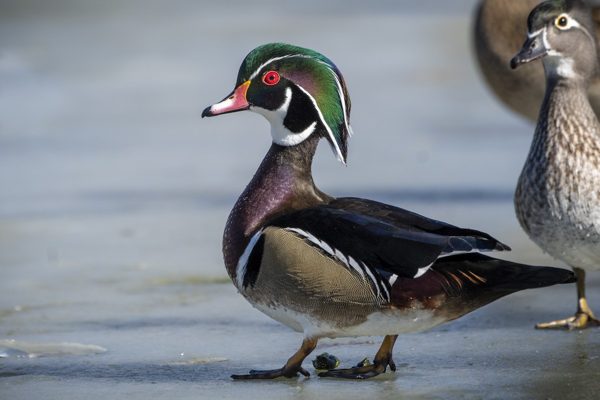 Wood Duck - ML136554821