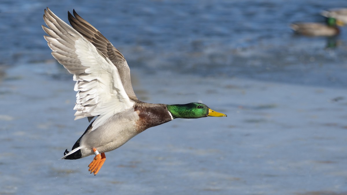 Mallard - ML136554831