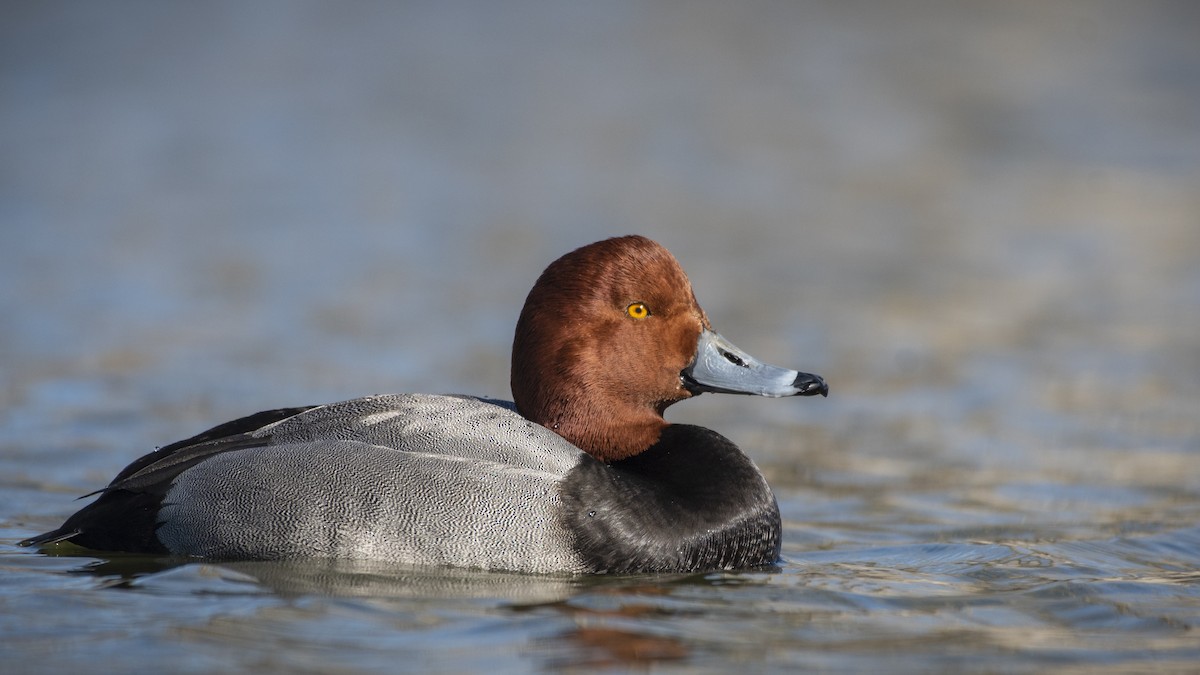 Redhead - ML136555251