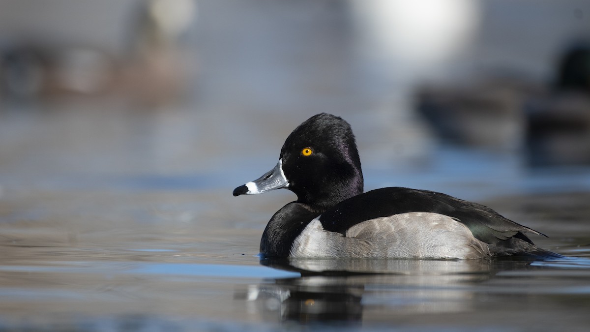 Ring-necked Duck - ML136555331