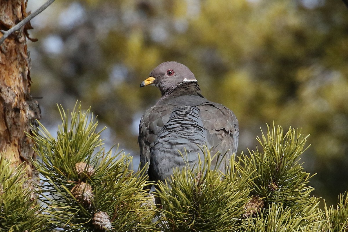 Band-tailed Pigeon - Mark Chavez