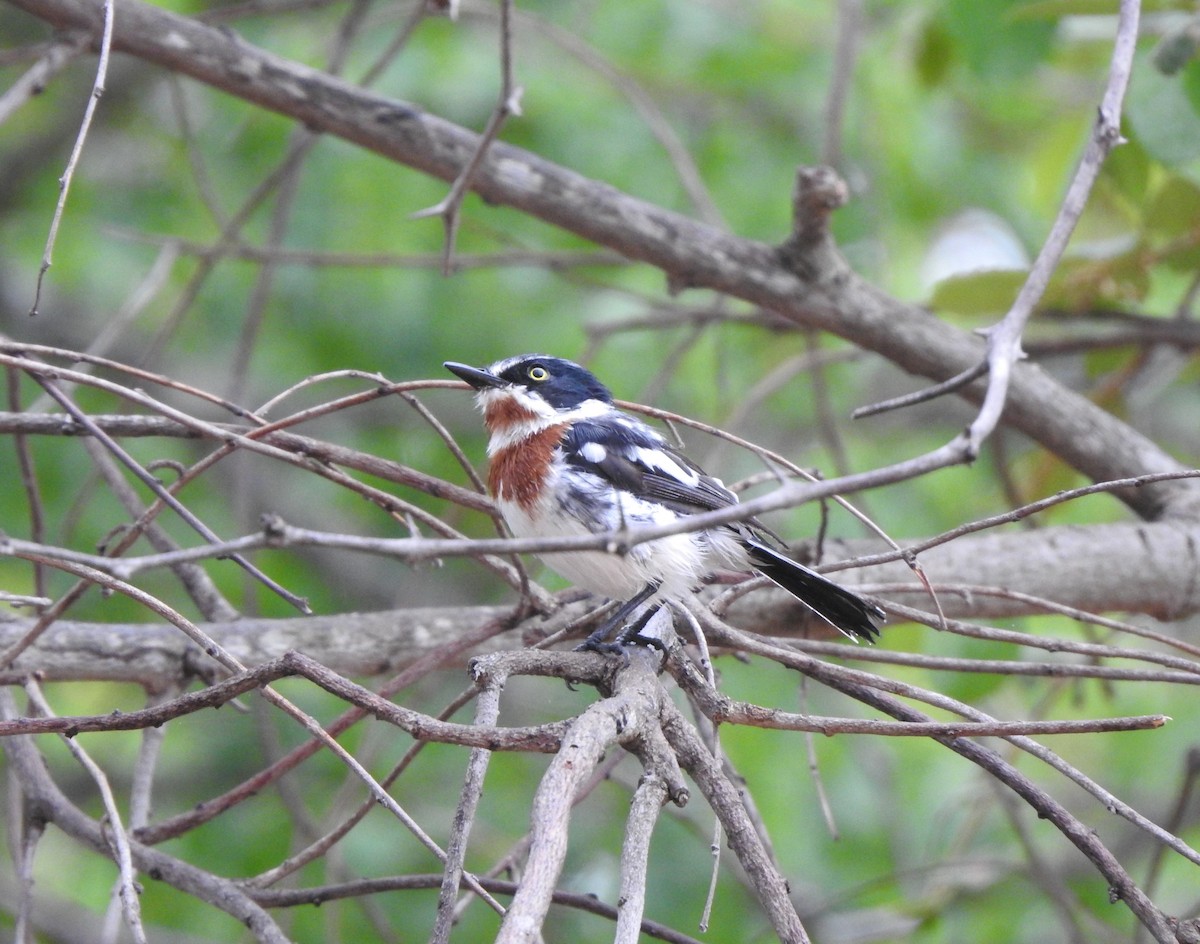 Chinspot Batis - ML136556701