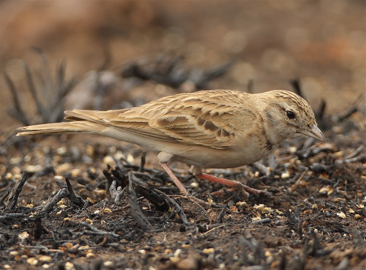 Mongolian Short-toed Lark - ML136557531