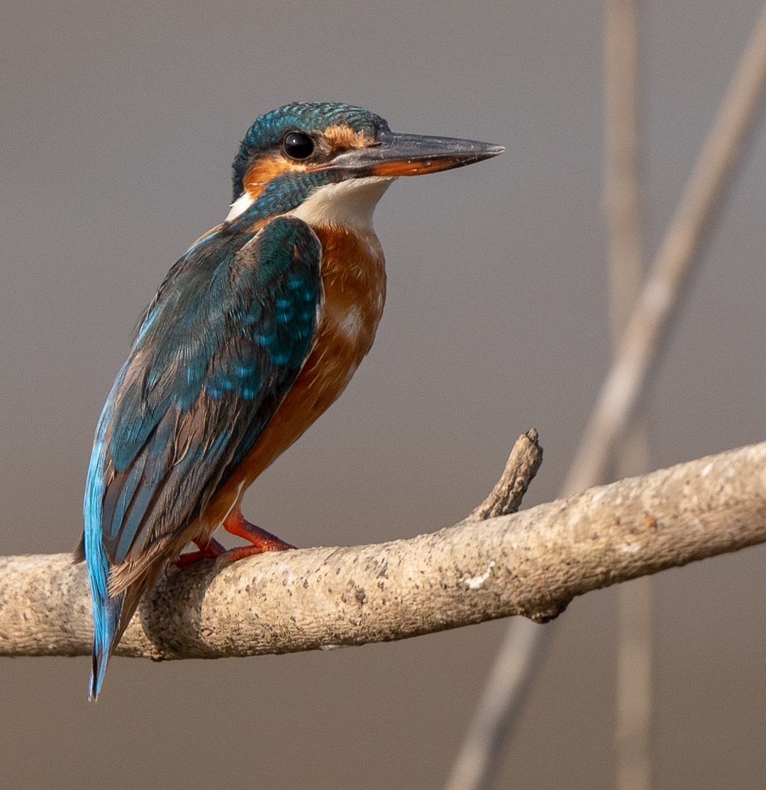 Common Kingfisher - Sudheer Reddy