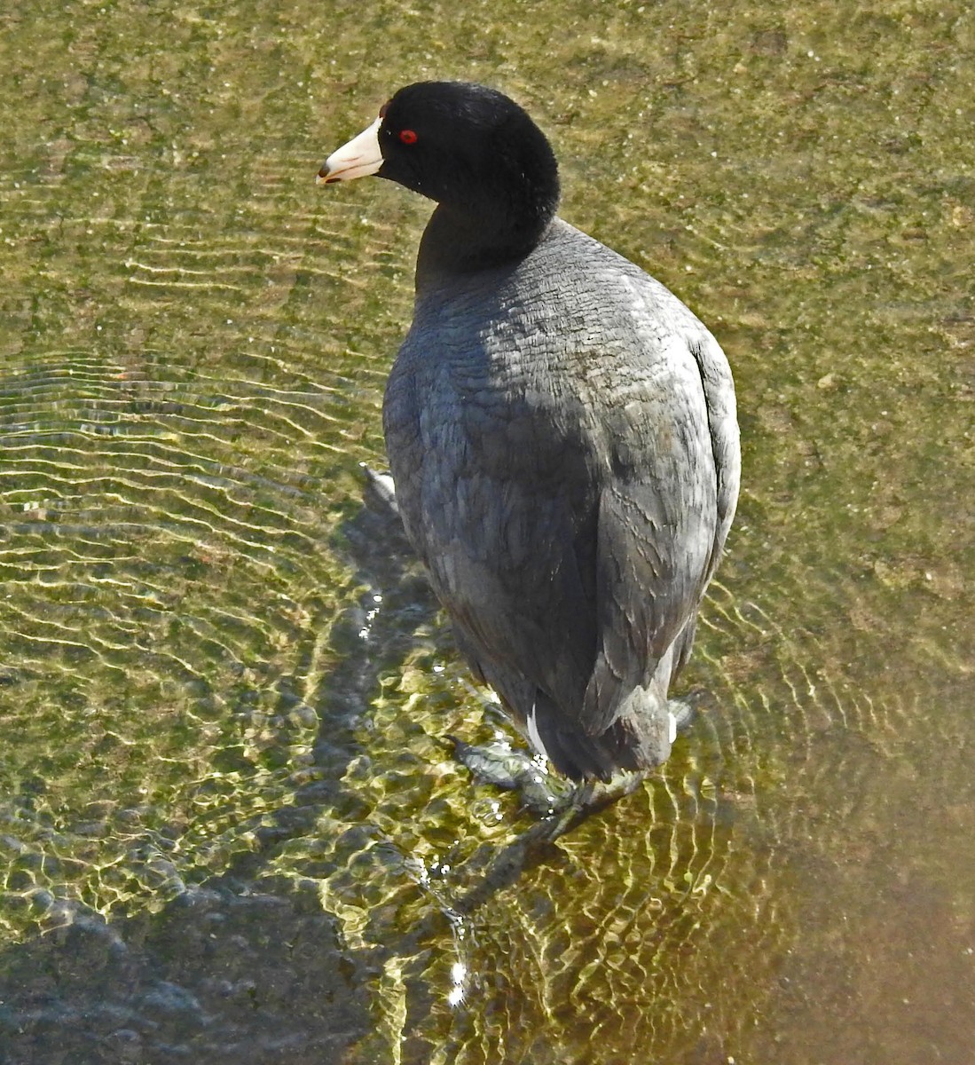 Foulque d'Amérique - ML136563851