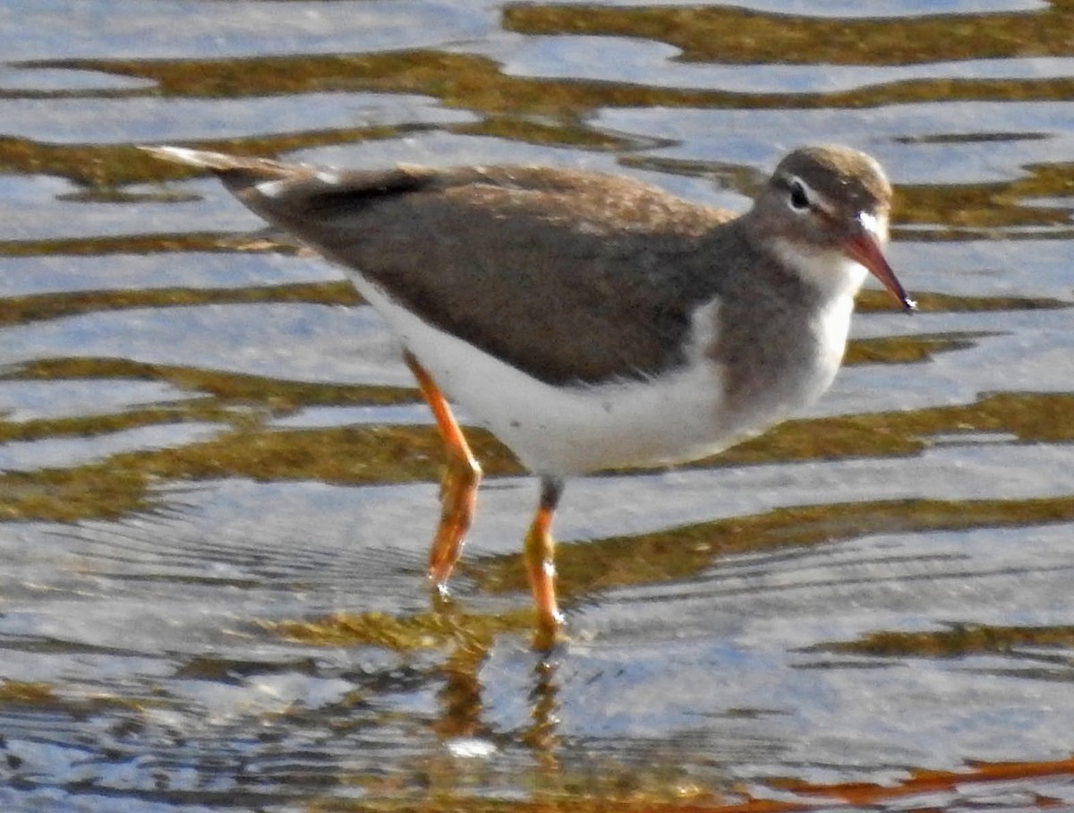 Spotted Sandpiper - ML136563931