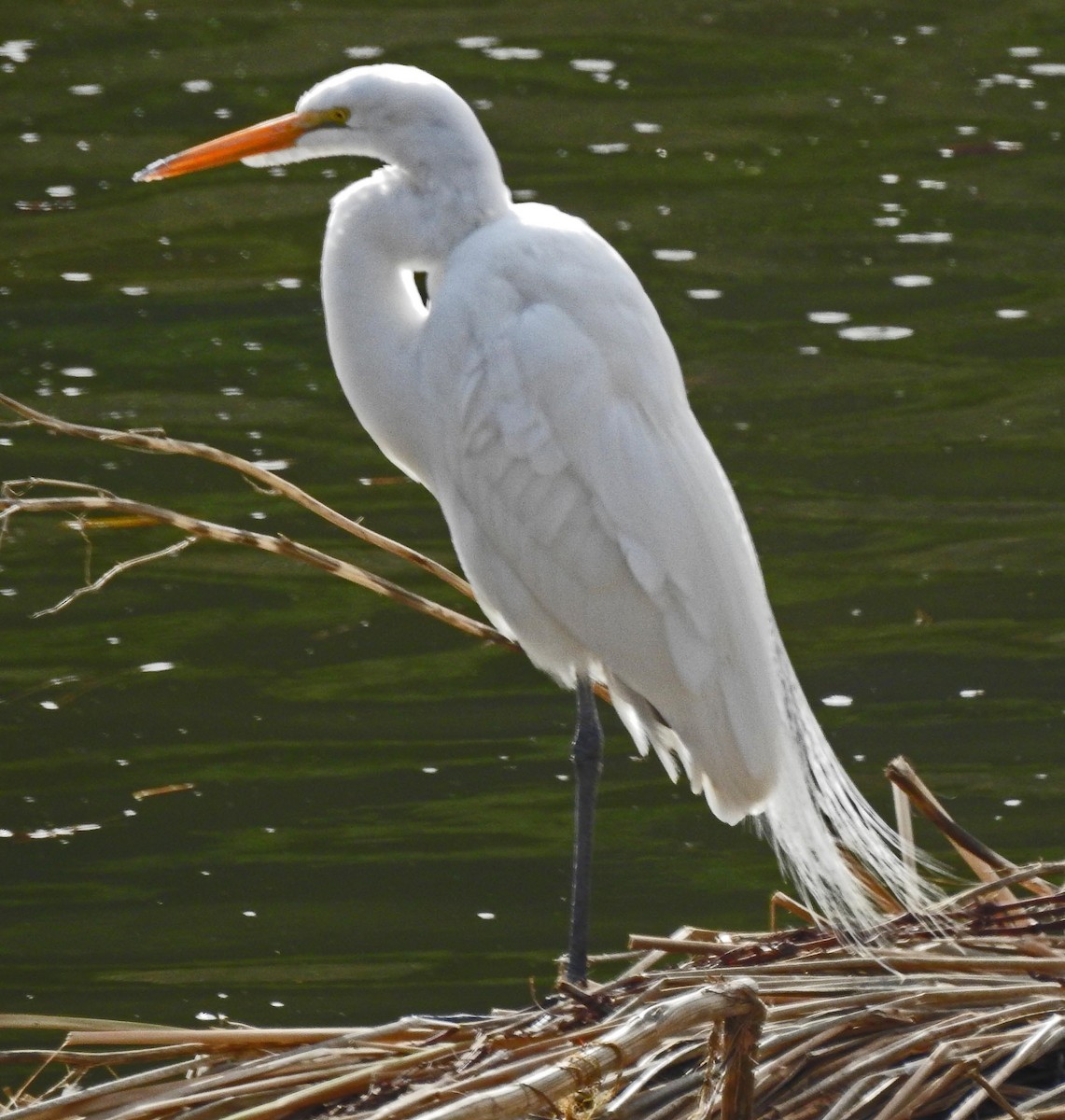 Great Egret - lynda fenneman