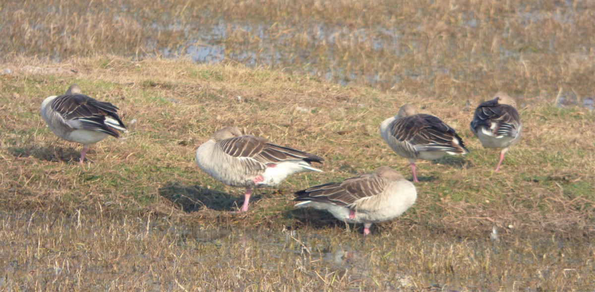 Graylag Goose - ML136564811