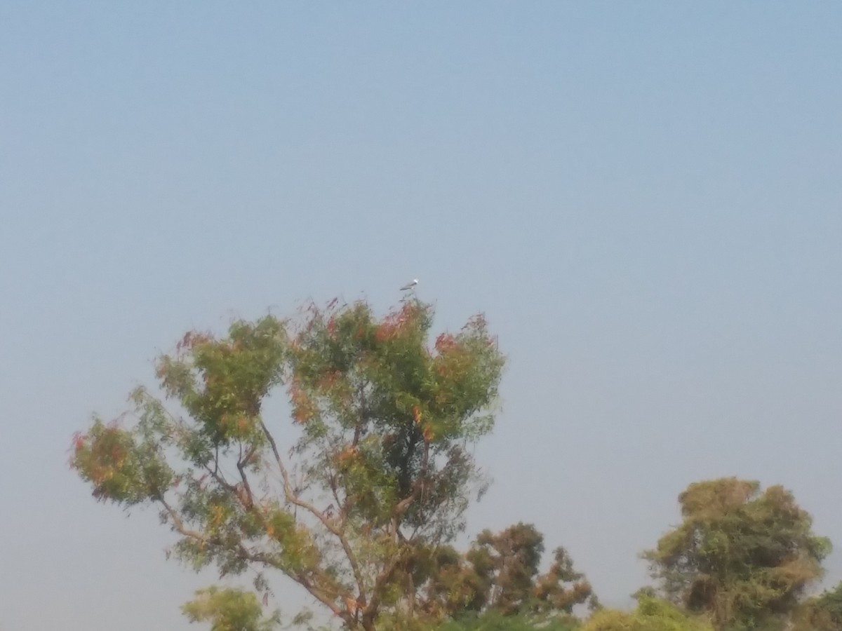 Black-winged Kite - ML136567811