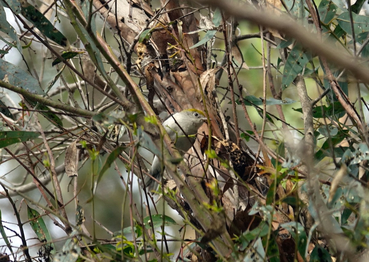 Chestnut-sided Warbler - ML136568001