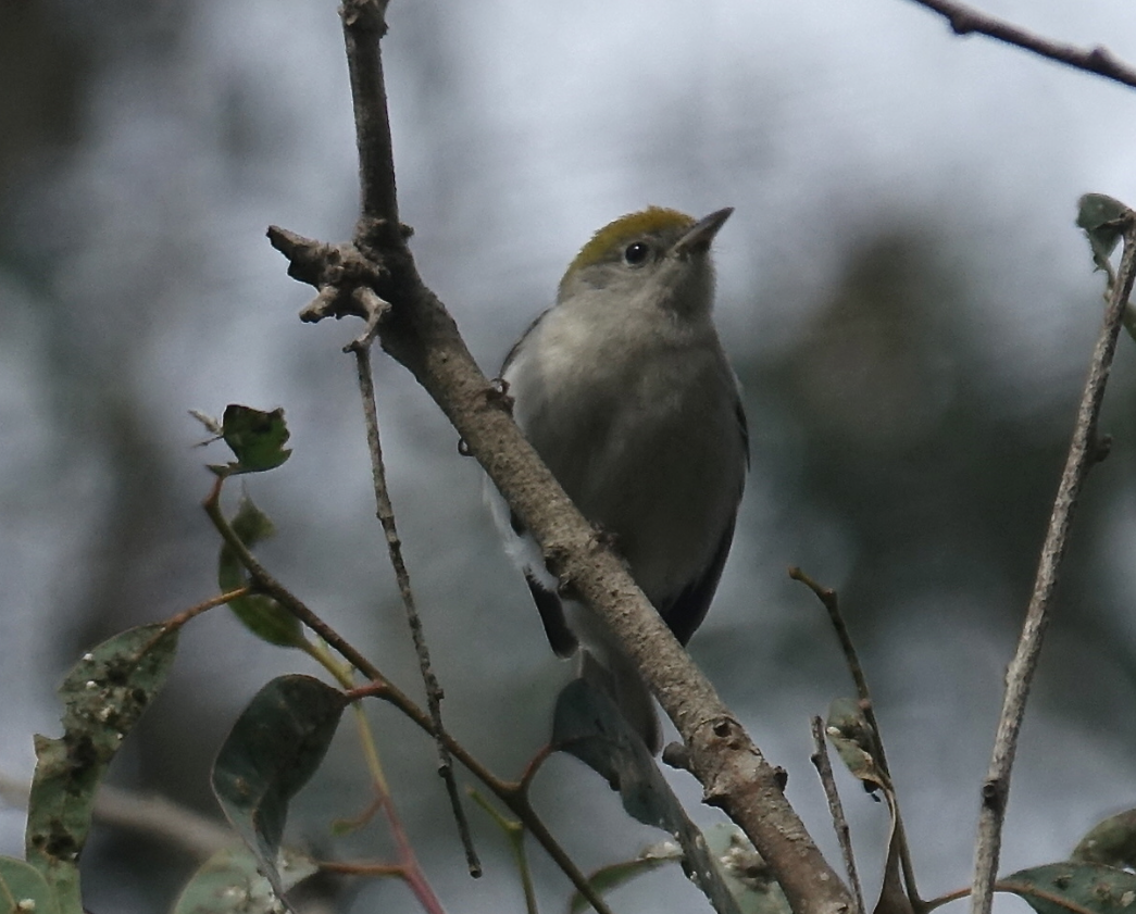 Chestnut-sided Warbler - ML136568031