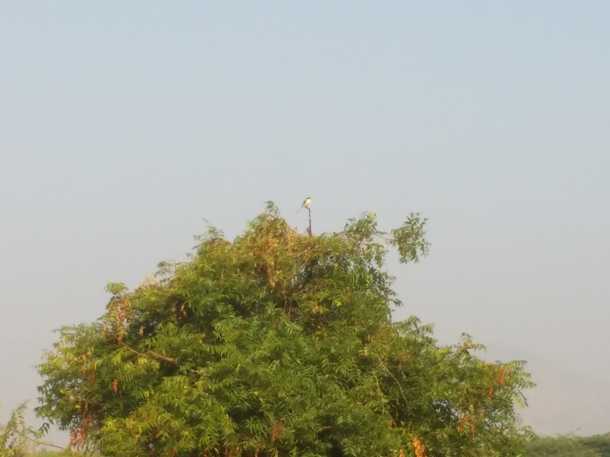 Сорокопуд індійський - ML136568201