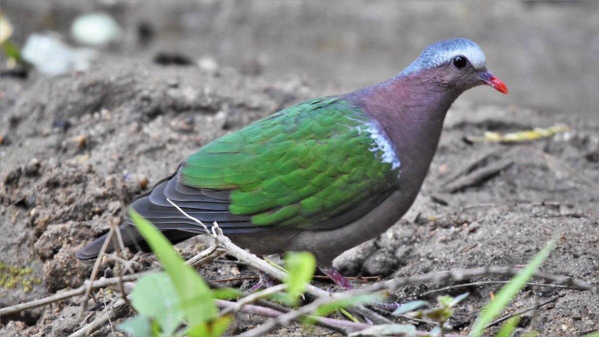 Asian Emerald Dove - Steve Bale