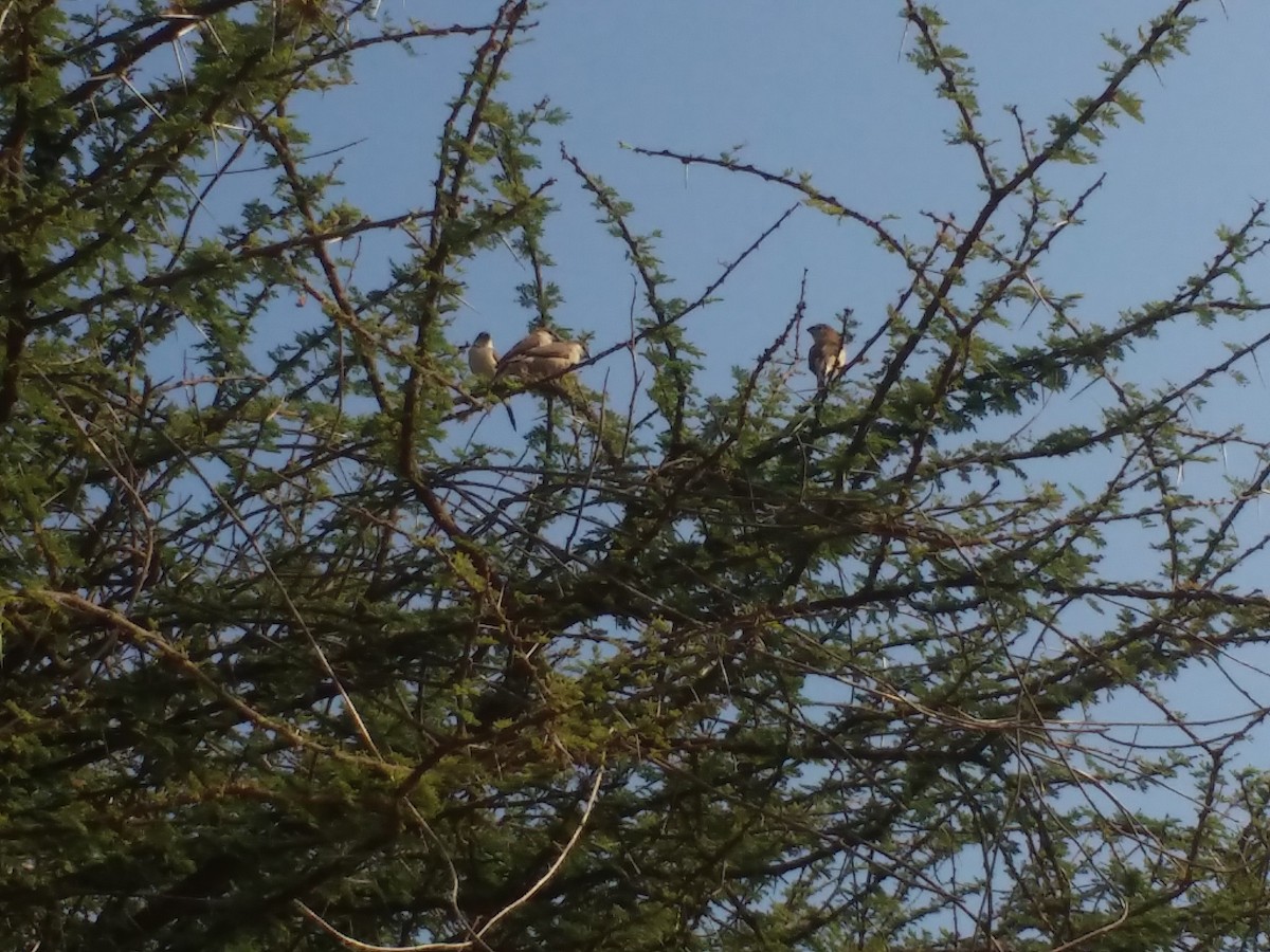 Indian Silverbill - ML136568601