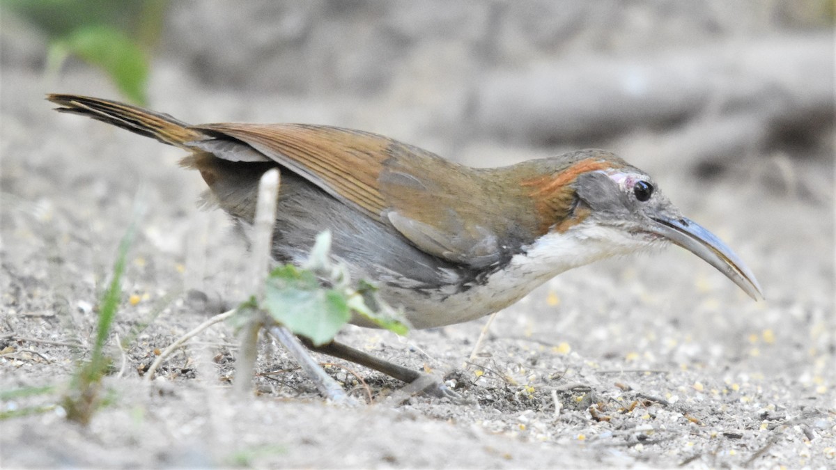 Large Scimitar-Babbler - Steve Bale